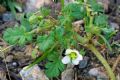 Erodium maritimum